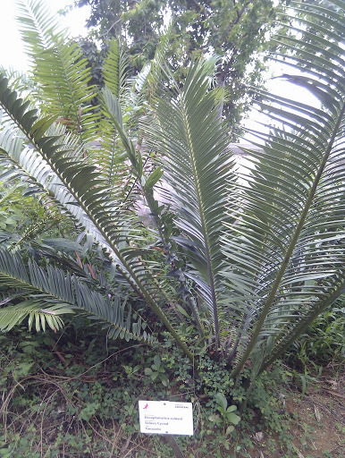 Encephalartos sclavoi