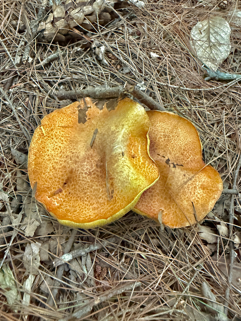 Chicken Fat Mushroom · August 2026 · photo: Photo: (c) Eli Talhouk, some rights reserved (CC BY) · iNaturalist