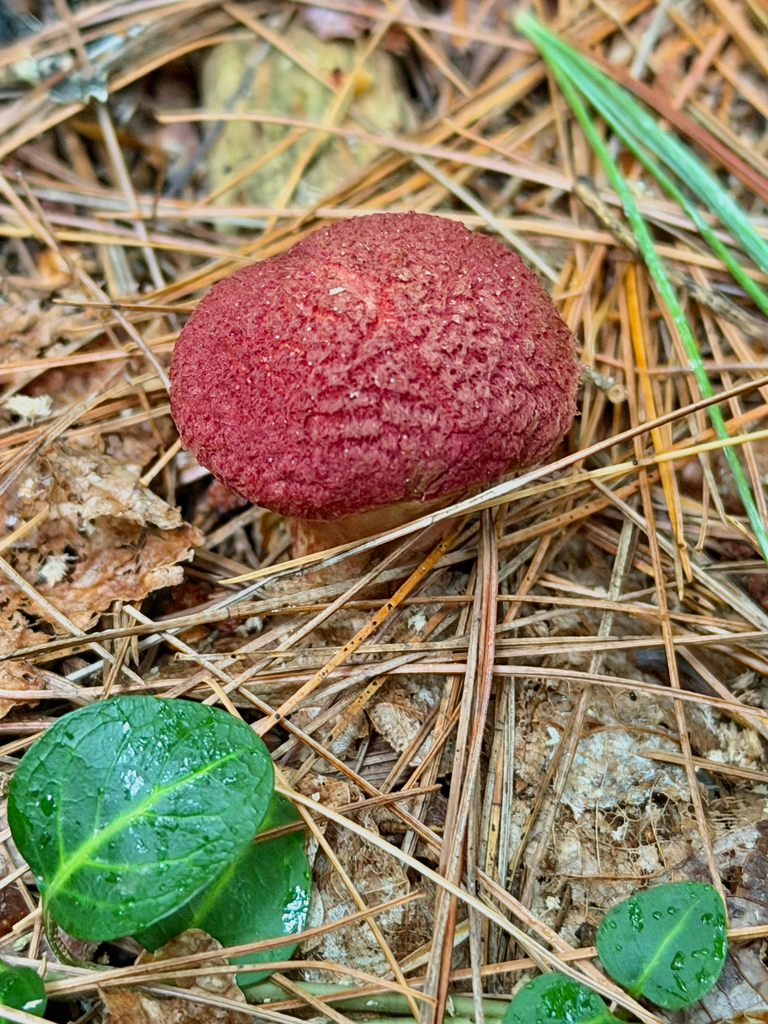 Painted Suillus · August 2026 · photo: Photo: (c) Eli Talhouk, some rights reserved (CC BY) · iNaturalist