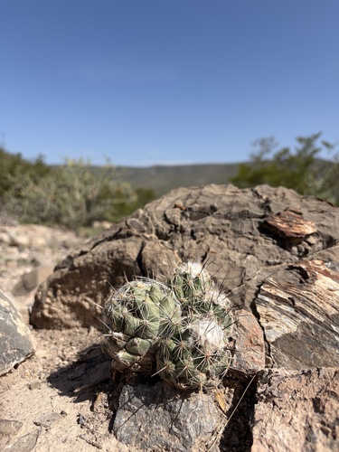 Coryphantha durangensis