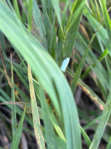 Northern Flatid Planthopper