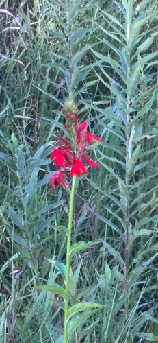 cardinal flower