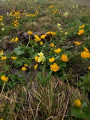 Primula elatior elatior