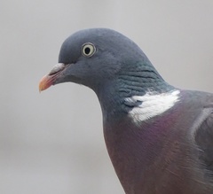 Columba palumbus