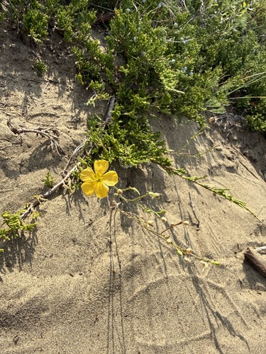 Linum rigidum, 2026-08-22