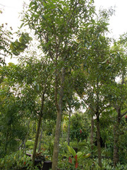 Calophyllum soulattri