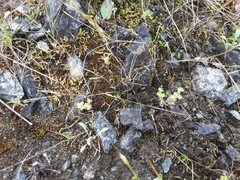 Alchemilla occidentalis