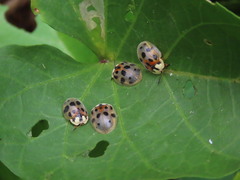 Ogdoecosta catenulata