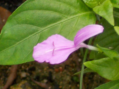 Dicliptera roxburghiana