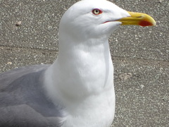Larus michahellis