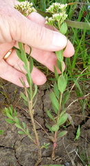 Comandra umbellata californica