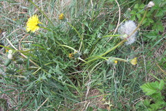 Taraxacum lacistophyllum