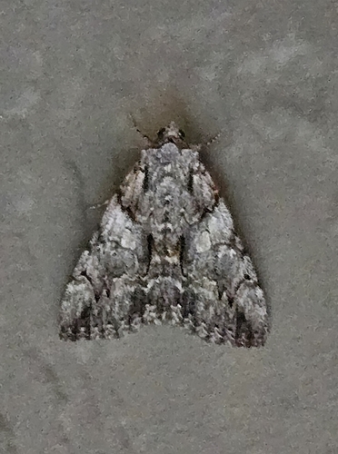 Verrill's Underwing photo 3