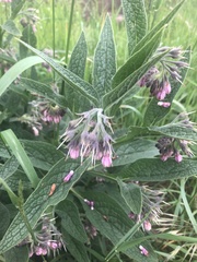 Symphytum officinale