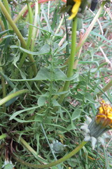 Taraxacum lacistophyllum