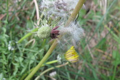 Taraxacum lacistophyllum