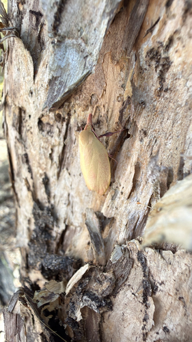 Wingia rectiorella