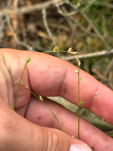 Carex brunnescens observed 2026-08-22