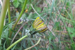 Taraxacum lacistophyllum
