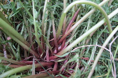 Taraxacum lacistophyllum