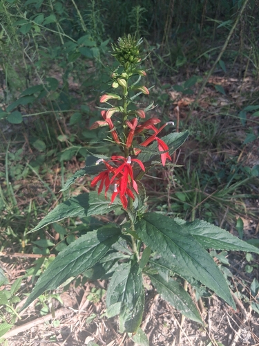 cardinal flower