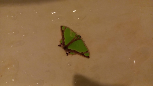 Agathia laetata