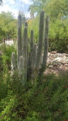 Cleistocactus strausii