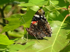 Vanessa atalanta