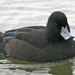 New Zealand Scaup - Photo (c) Michael Rosenberg, some rights reserved (CC BY-NC)