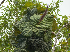 Coccoloba rugosa