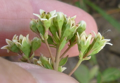 Comandra umbellata californica