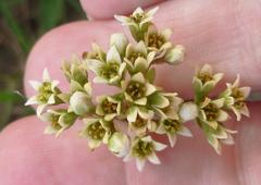 Comandra umbellata californica