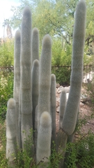 Cleistocactus strausii