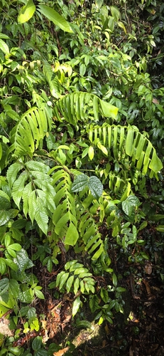 Rhaphidophora korthalsii observed 2026-08-22