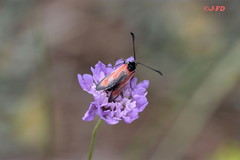 Zygaena erythrus