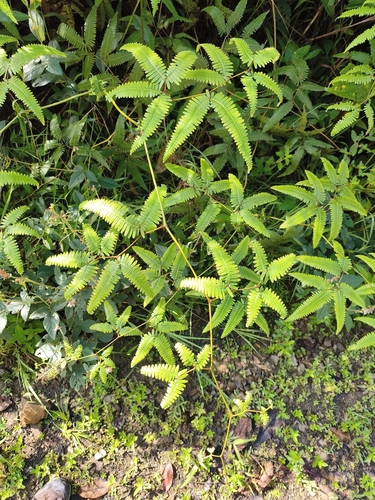 Gleichenella pectinata observed 2026-08-19