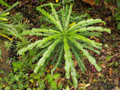 Melicope denhamii