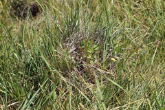 Packera pseudaurea, photograph (c) Austin Saunders, some rights reserved (CC BY)