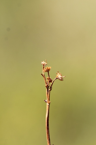 Packera pseudaurea, photograph 5