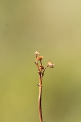 Packera pseudaurea, photograph (c) Austin Saunders, some rights reserved (CC BY)