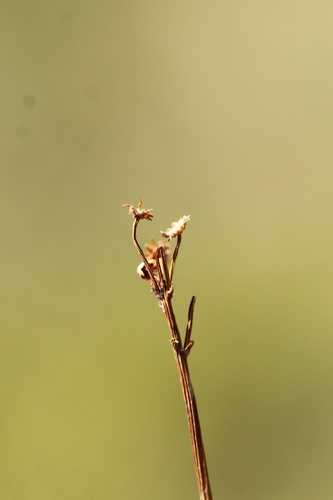 Packera pseudaurea, photograph 6