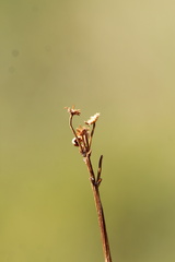 Packera pseudaurea, photograph (c) Austin Saunders, some rights reserved (CC BY)