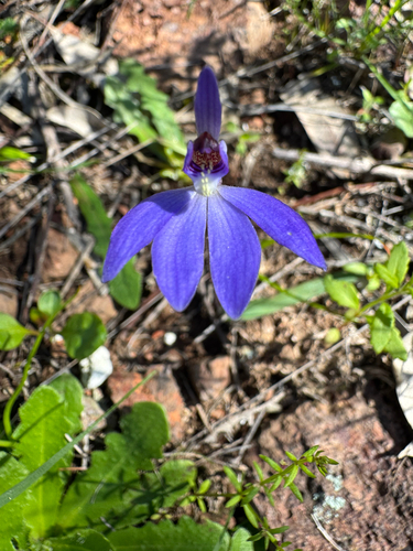 blue finger-orchid