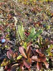 Oxytropis borealis