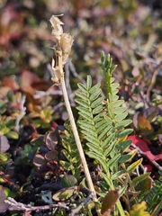 Oxytropis borealis, photograph (c) Ian Adams, some rights reserved (CC BY)
