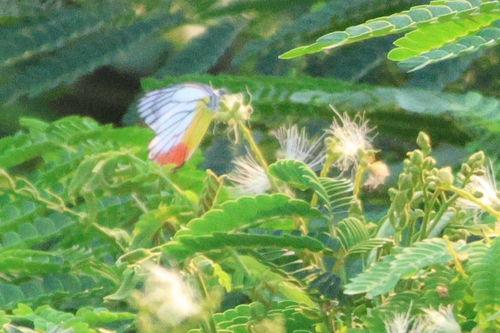 Delias hyparete