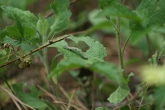 Acontiini