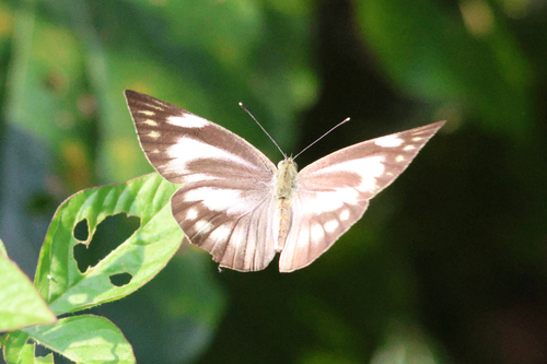 Appias libythea