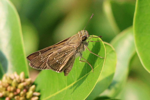 Pelopidas