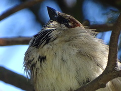 Passer domesticus